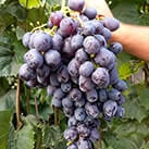 Купити саджанці винограду Лорано в Харкові