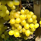Купити саджанці винограду Мускат медовий в Харкові