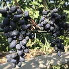 Купити саджанці винограду Надія АЗОС в Харкові