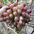 Купити саджанці винограду Подарунок Ірині в Харкові