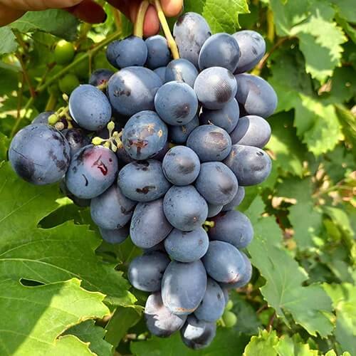 Сорт винограда Посланник полная зрелость фото