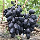 Купити саджанці винограду Велика в Харкові