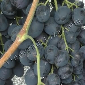 Опис сорту винограду Сфінкс фото