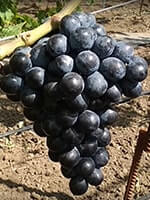 Сорт винограду Шарада UA опис, фото, відгуки