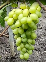 Сорт винограду Слава Україні опис, фото, відгуки