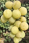 Сорт винограду Смарагд опис, фото, відгуки