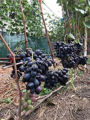 Сорт винограду Фуршетний фото
