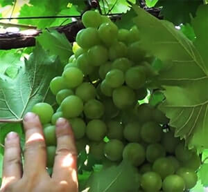 Ультра ранній виноград Галбена ноу опис сорту, фото 