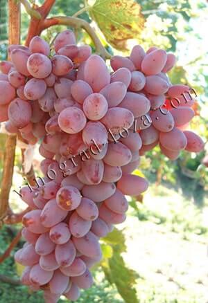 Сорт винограду Віктор-2 (Симпатія) опис сорту фото відгуки
