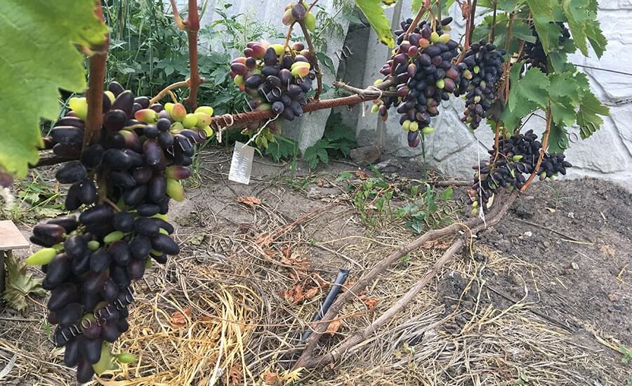 Сорт винограду Сувенір Чорний опис фото відгуки
