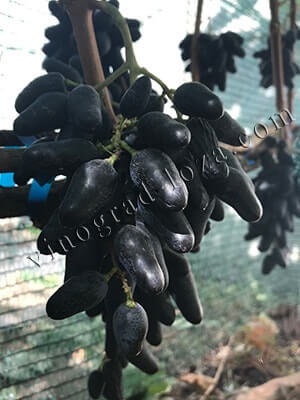 Сорт винограду Сувенір чорний опис фото відгуки
