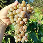 Морозостійкий технічний виноград Трамінетт