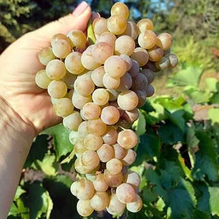 Технічний виноград Трамінетт фото