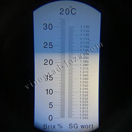 Виноград для вина Трамінетт цукристисть соку фото