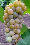 Сорт винограду Трамінетт опис, фото, відгуки