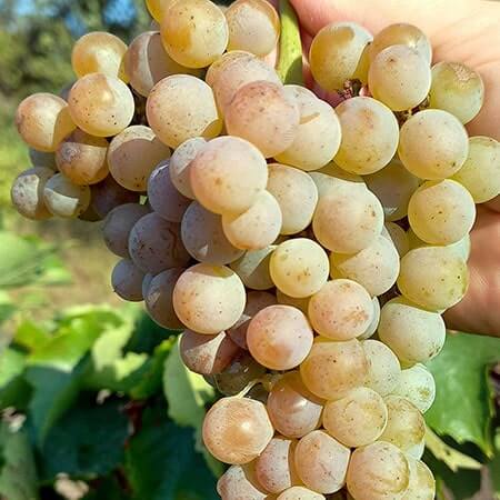 Виноград для вина Трамінетт фото