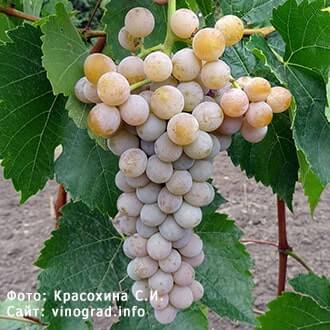 Американские сорта и гибридные формы винограда: описание, фото, купитьсаженцы - Vinograd-Loza