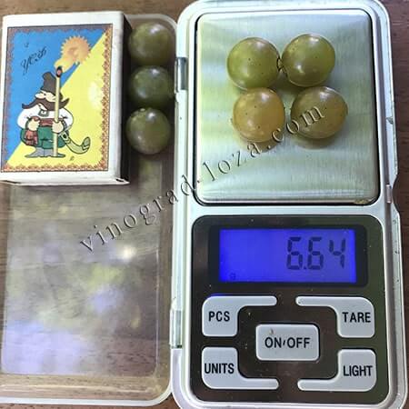 Технічний виноград Трамінетт вага та розмір ягід фото