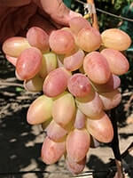 Сорт винограду Шамаханська цариця (Ух-ти) опис, фото, відгуки