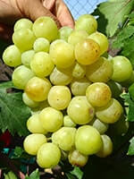 Сорт винограду Валек опис, фото, відгуки