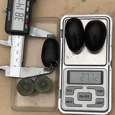 Вага та розмір ягід винограду Велика