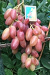 Сорт винограду Віктор опис, фото, відгуки