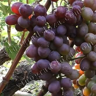 Русские сорта и гибридные формы винограда: описание, фото, купить саженцы -Vinograd-Loza