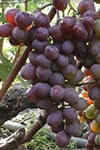 Сорт винограду Вікторія опис, фото, відгуки