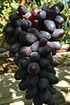 Сорт винограда Винк (Подмигивание) описание, фото, отзывы
