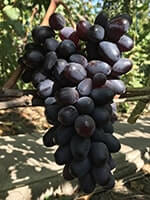Сорт винограду Вінк (Підморгування) фото, відгуки