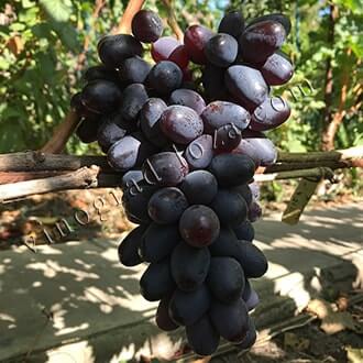 Синие и черные сорта винограда в Украине: описание, фото, купить саженцы -Vinograd-Loza