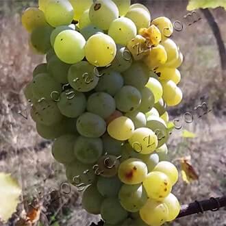 Описание сорта винограда Виорика фото отзывы