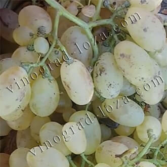 Сорта винограда Болгарии, Румынии, Германии, Италии, Швейцарии,Узбекистана, Израиля, Франции - Vinograd-Loza