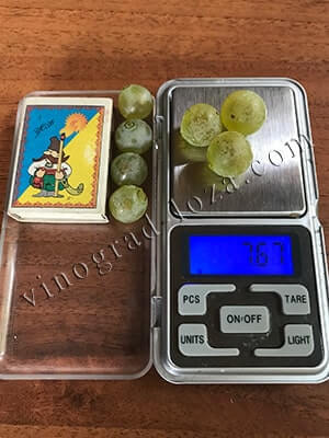 Сорт винограда Йоханнитер размер и вес ягод фото