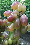 Сорт винограду Юліан опис, фото, відгуки