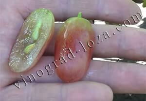 Характеристика сорту винограду Юліан фото та відгуки