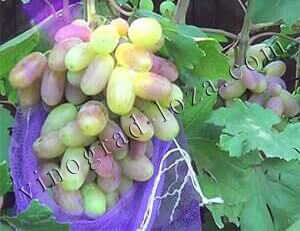 Характеристика винограду Юліан фото