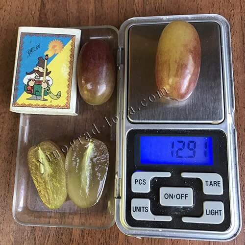 Розмір і вага ягід винограду Юліан фото