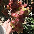 Купити саджанці винограду Анюта в Україні