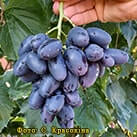 Купити саджанці винограду Чорний Кристал в Україні