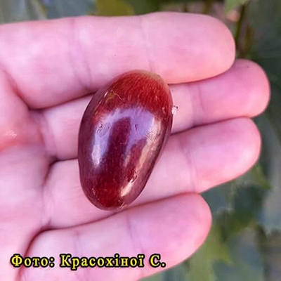 Ягода винограду Емір на руці