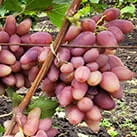 Купити саджанці винограду Казанова в Україні