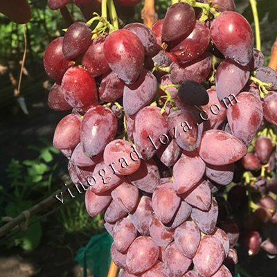 Ранній виноград Казанова фото