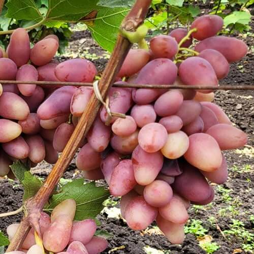 Виноград с крупной ягодой Казанова фото