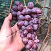 Гроно на кущі винограду Клубничний