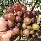 Купити саджанці винограду Клубничний в Україні