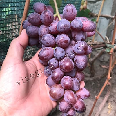 Ранній виноград Клубничний фото