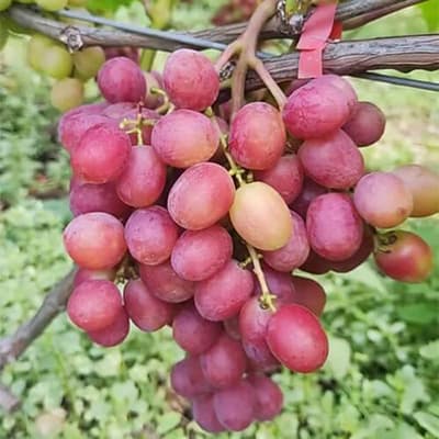 Гроно винограду Конфетка на кущі