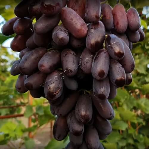 Виноград с крупной ягодой Красава фото