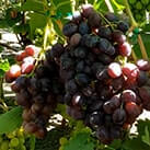 Купити саджанці винограду Красноє пламя в Україні